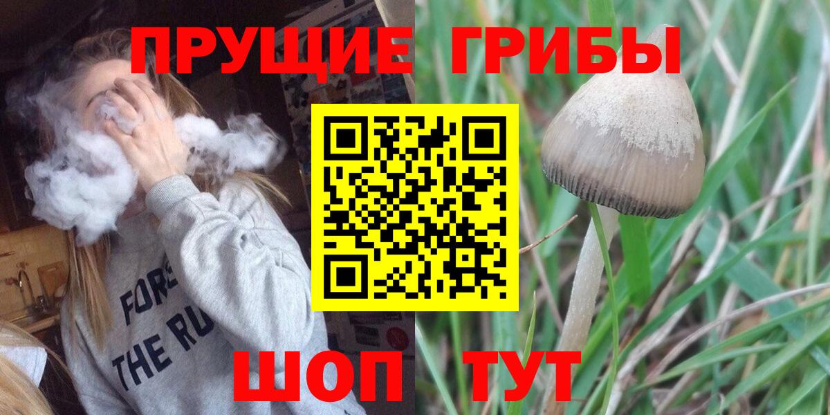 Галлюциногенные грибы Magic Shrooms  где найти   Вологда 